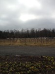 Another view of the vineyards. 